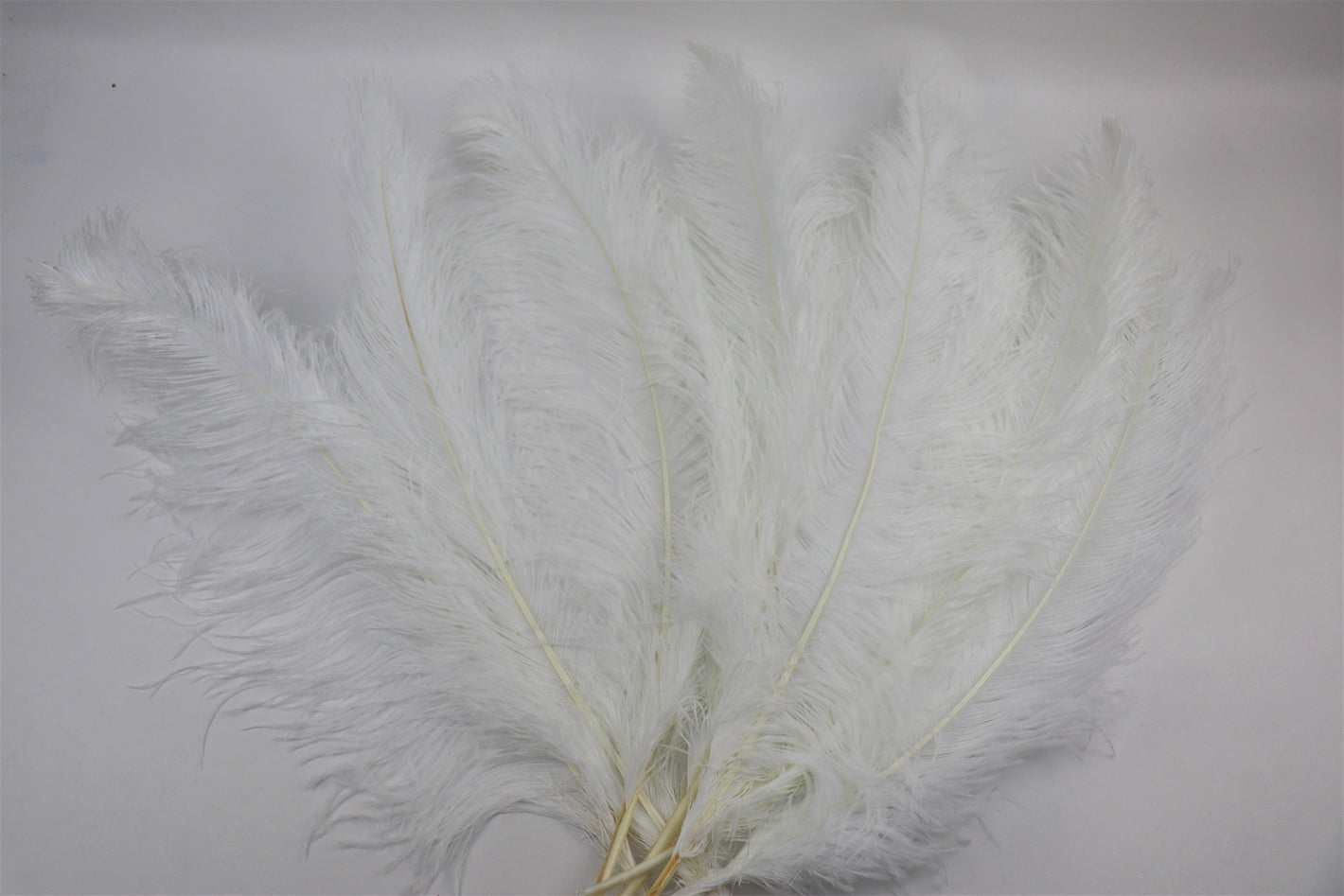 Straussenfeder "weiss"