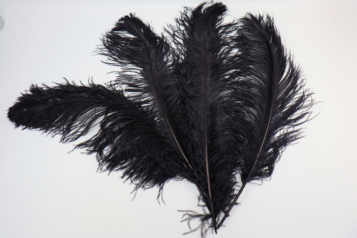 Straussenfeder "noir"